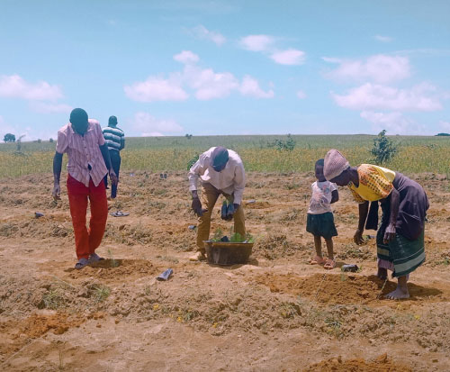 Kajombo Club planting out their seedlings