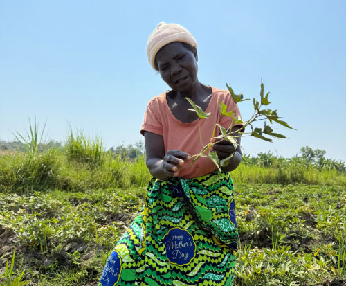 Mirriam holding a sweet potato vine