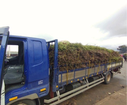 Sweet potato vines on the back of a truck ready for delivery