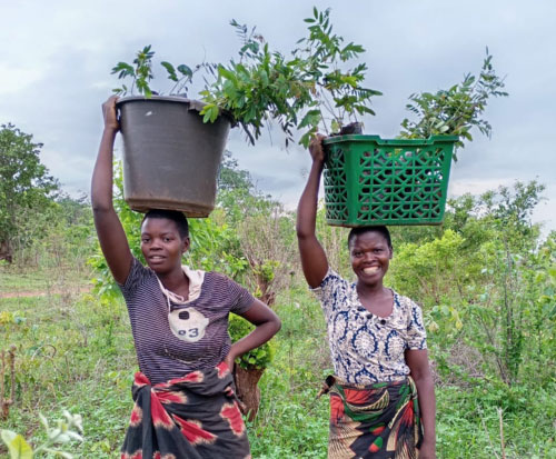 Women carry seedlings on their head to plant trees in Malawi