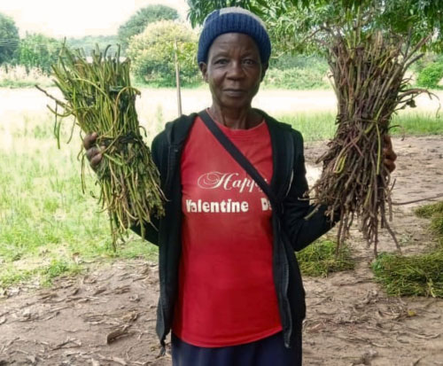 Meckson stood holding her sweet potato vines