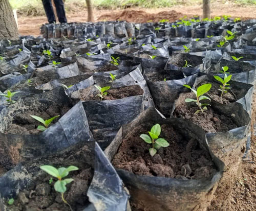 Fruit tree seedlings growing