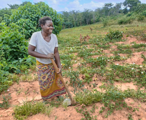 Mayamiko in her sweet potato garden in Malawi