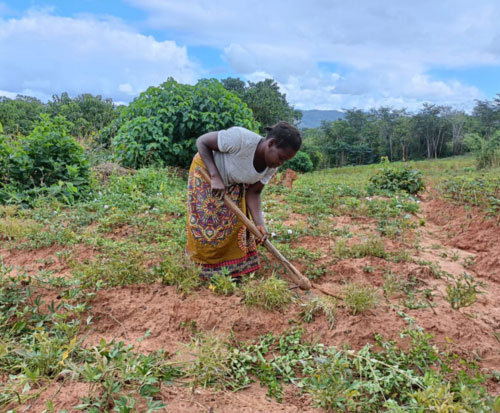 Mayamiko weeding her sweet potato garden in Malawi