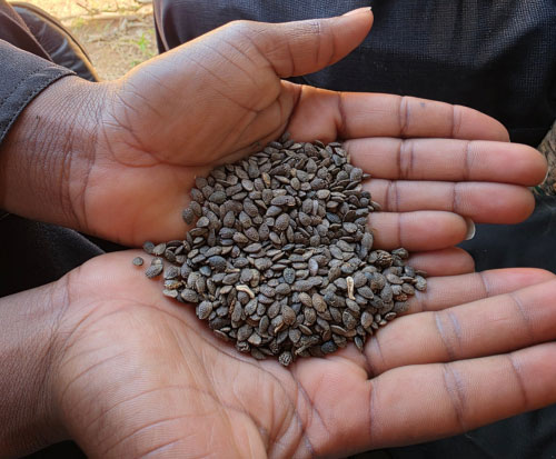 Fruit tree seeds