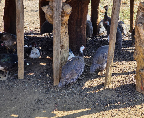 Guinea fowl