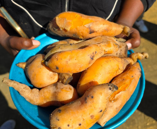 Home grown orange fleshed sweet potato