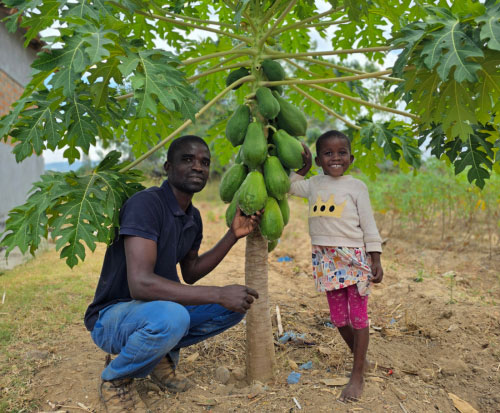 Peter and Naomi under a hybrid papaya tree