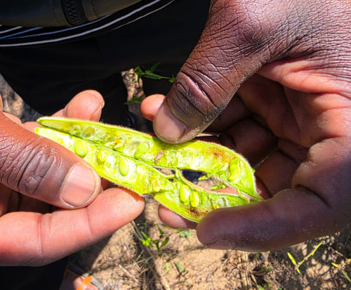 Seeds in their pods