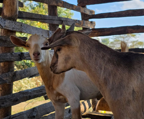 Two goats in Malawi