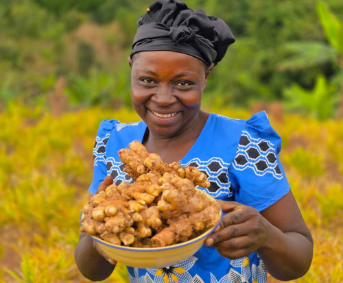 Maria farms ginger