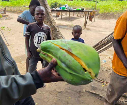 A damaged papaya