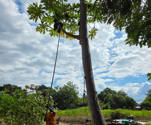 Breyer harvesting from a tall papaya