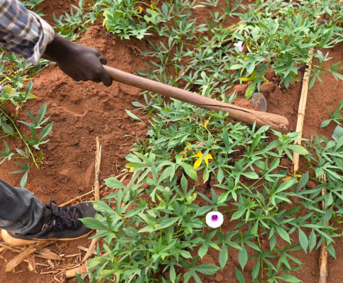 Sweet potato farming