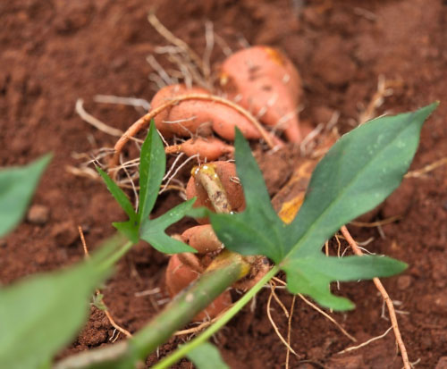 Sweet potatoes to harvest