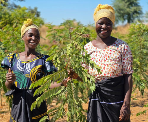 Family plant trees together in Malawi